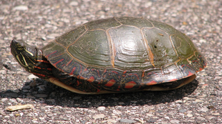 El interior del caparazón de una tortuga es más extraño de lo que piensas